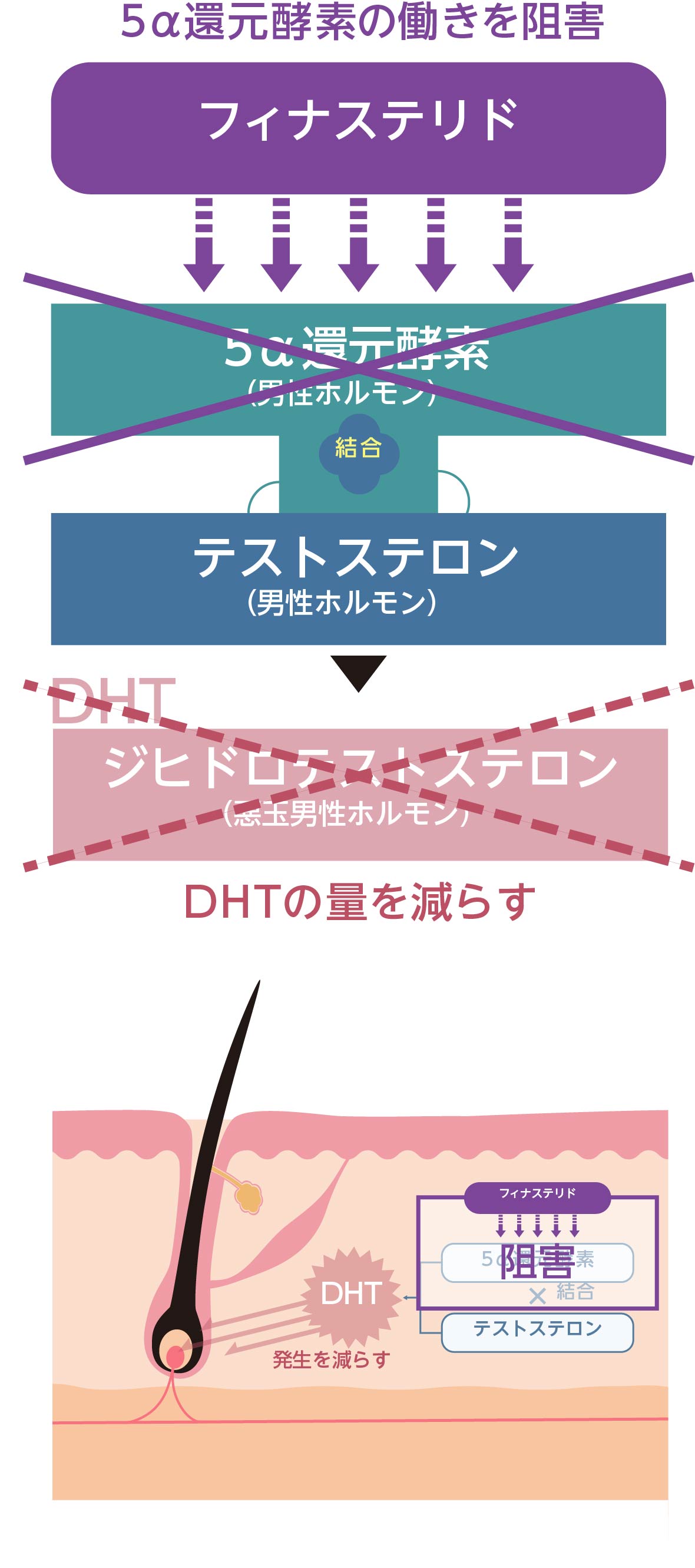 フィナステリドの作用