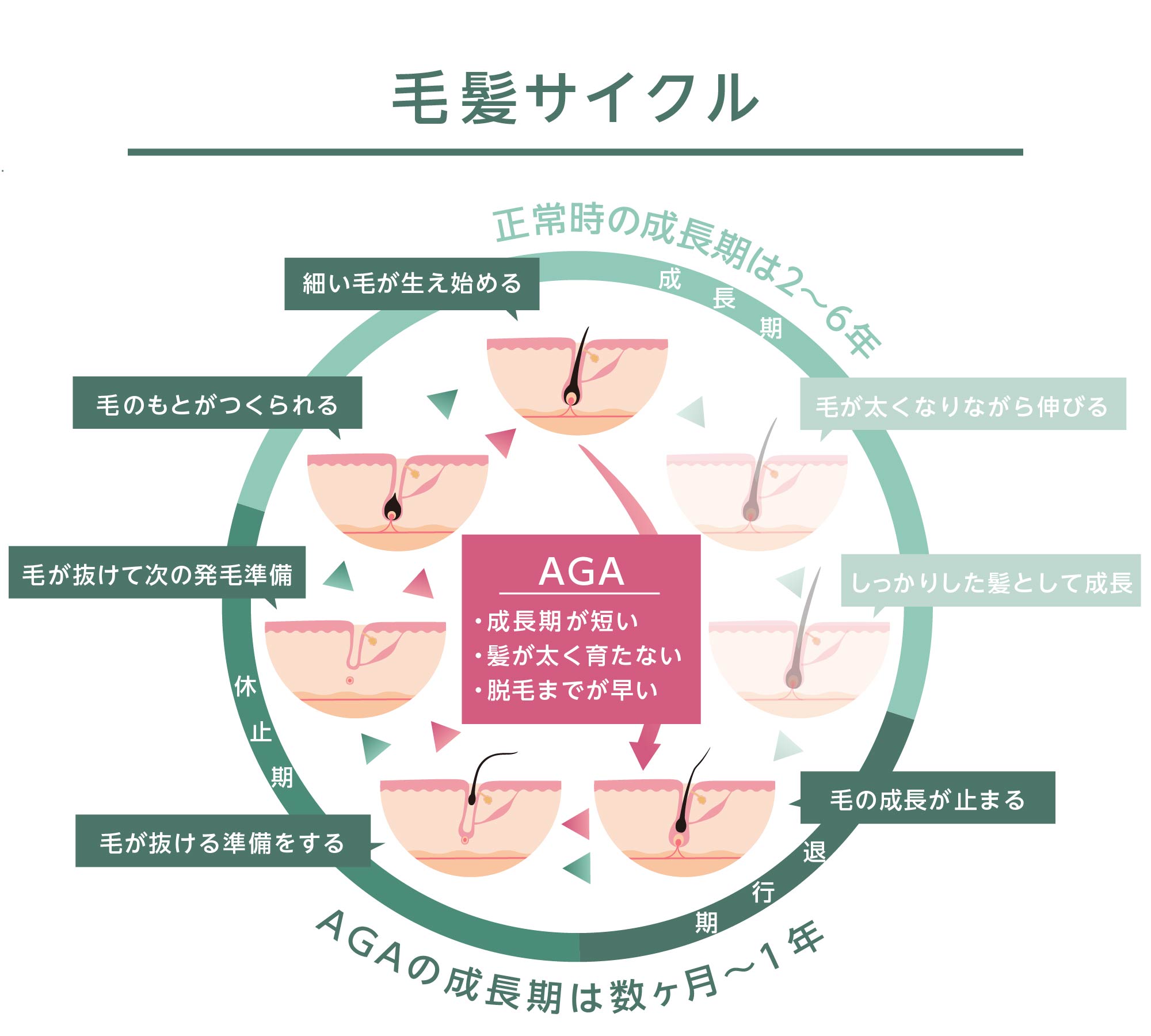 毛髪サイクル