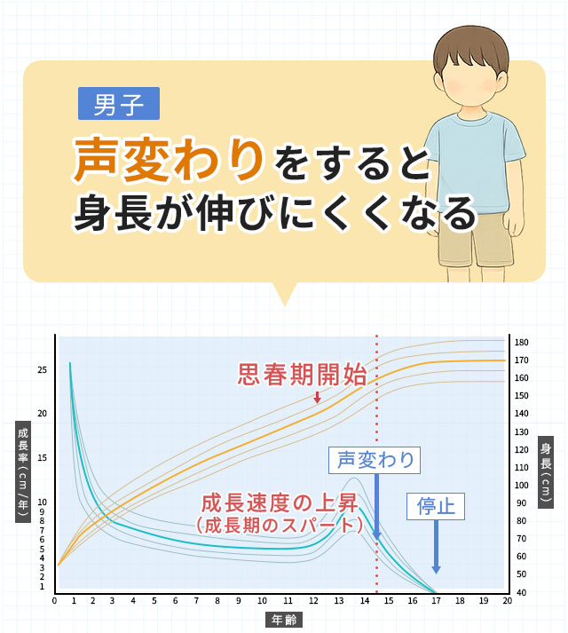 男子　声変わりをすると身長が伸びにくくなる