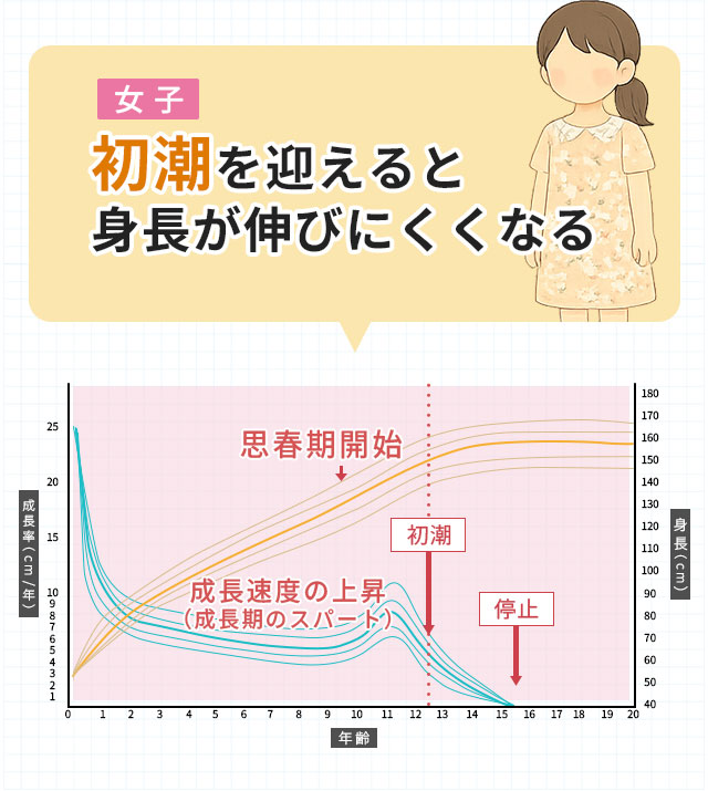 女子　初潮を迎えると身長が伸びにくくなる