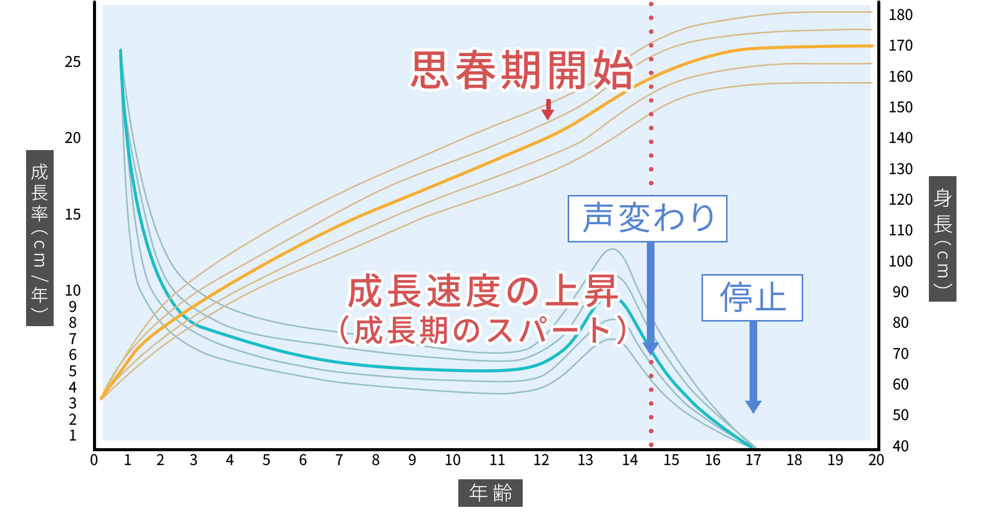 思春期と成長率