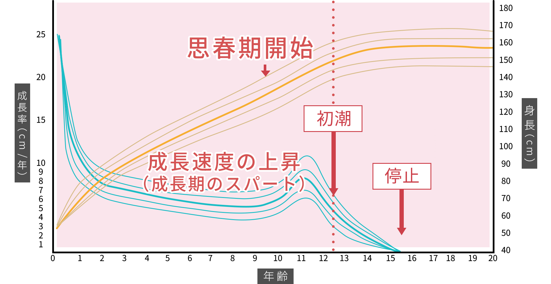 思春期と成長率