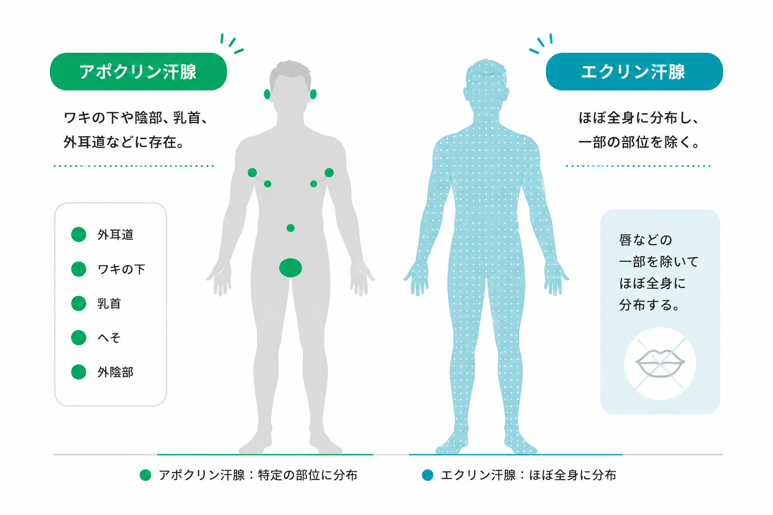 汗腺の分布図
