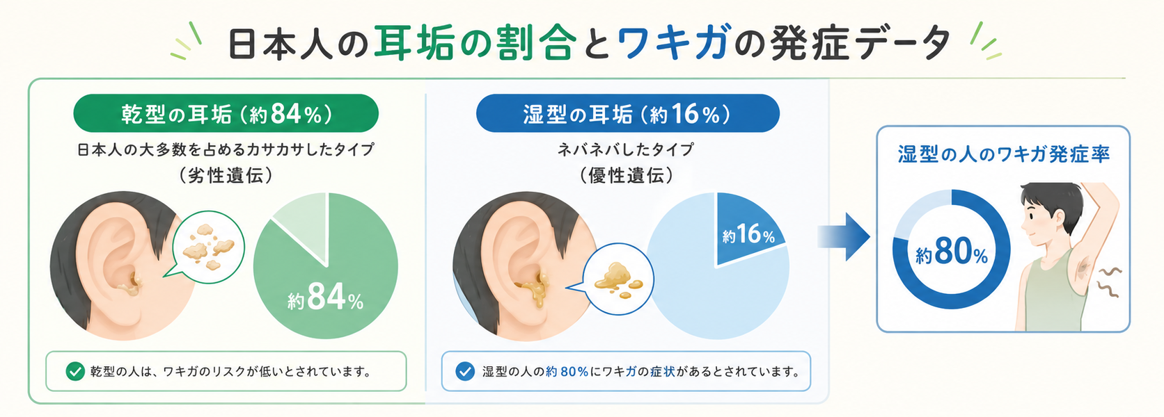 日本人の耳垢の割合とワキガの発症データ